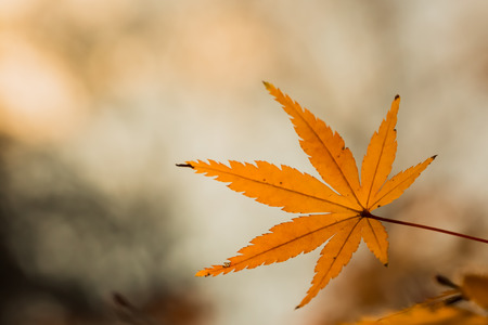 Red leaves of Japanese maypole tree