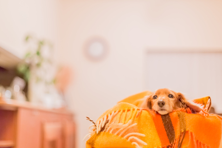 Dachshundの写真素材