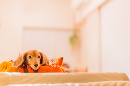 Dachshundの写真素材