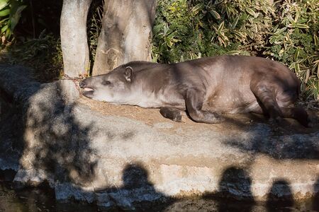 South American Tapirの写真素材