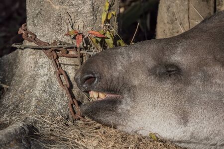 South American Tapirの写真素材