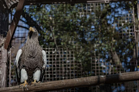 Steller's sea eagleの写真素材