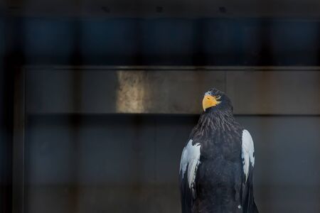 Steller's sea eagleの写真素材