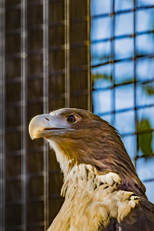 White tailed eagleの写真素材