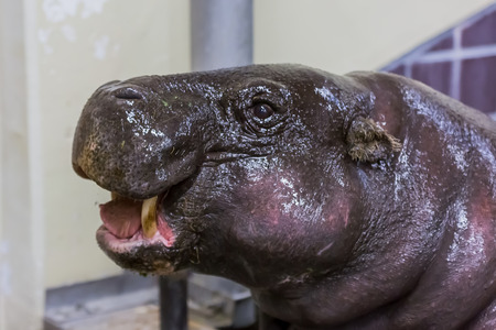 Hippopotamusの写真素材