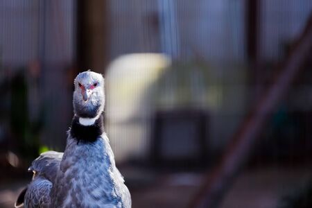 Screamerの写真素材