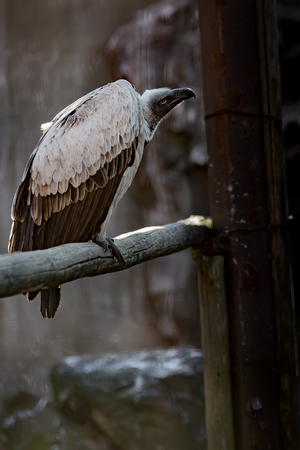 Condor birdの写真素材