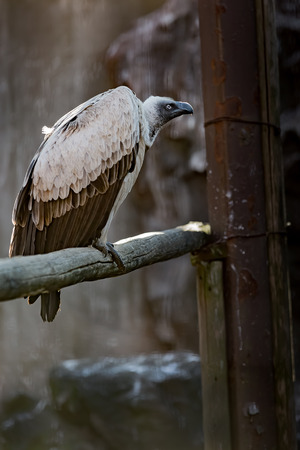 Condor birdの写真素材