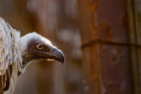 Condor birdの写真素材