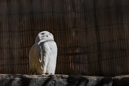 Snowy owlの写真素材