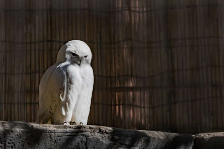 Snowy owlの写真素材