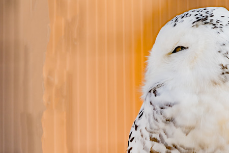 Snowy owlの写真素材