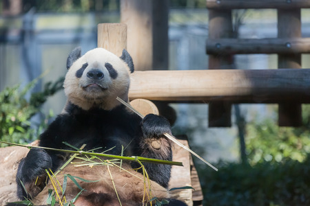 Giant pandaの写真素材