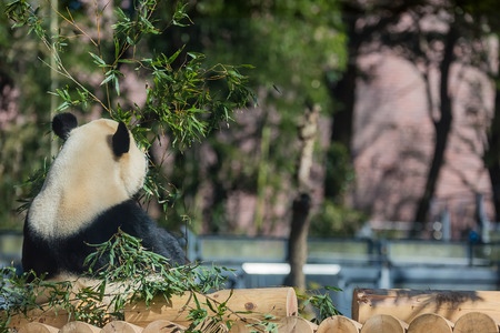 Giant pandaの写真素材