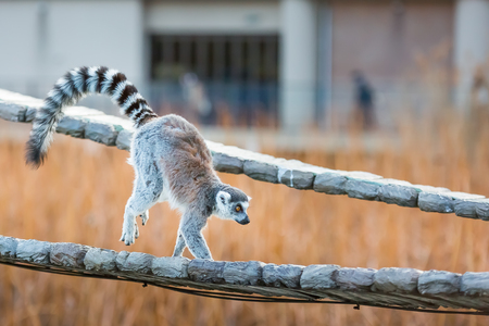 Ring tailed lemurの写真素材