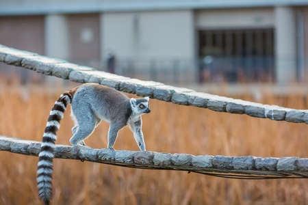 Ring tailed lemurの写真素材