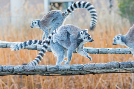 Ring tailed lemurの写真素材