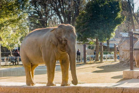 Elephantの写真素材