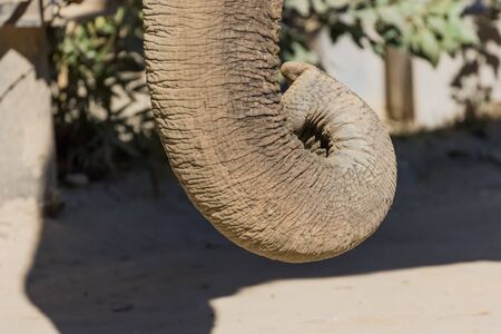 Elephantの写真素材