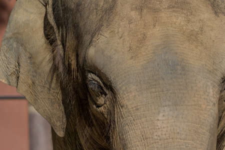 Elephantの写真素材