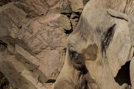 Elephantの写真素材