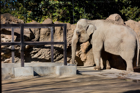 Elephantの写真素材