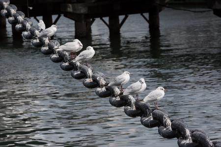 Sea Gullの写真素材