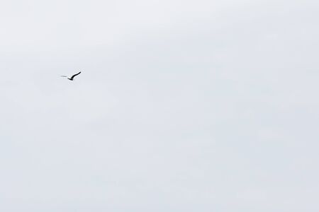 Sea Gullの写真素材