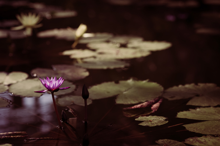 Water lilyの写真素材