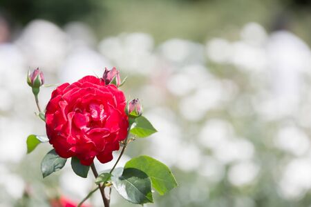 Rosの写真素材
