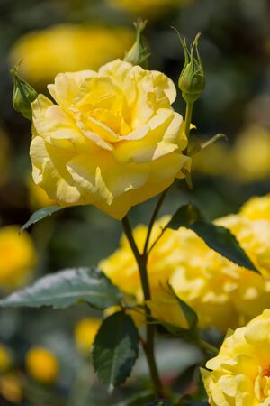 Rosの写真素材