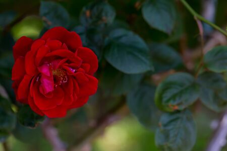 Rosの写真素材