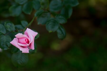 Rosの写真素材