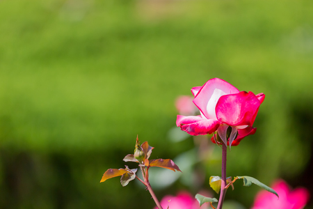 Rosの写真素材