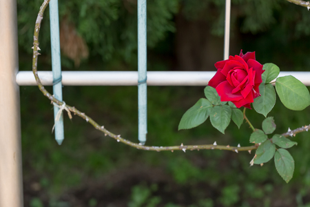 Rosの写真素材
