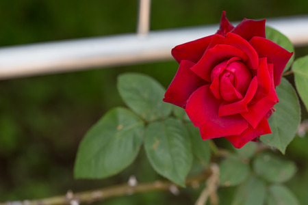 Rosの写真素材