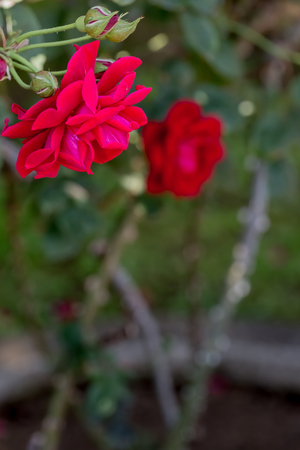 Rosの写真素材
