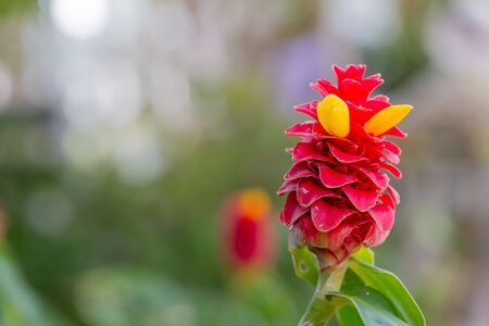 Costus barbatusの写真素材