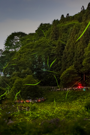 Fireflyの写真素材