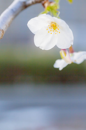 Cherry blossomsの写真素材