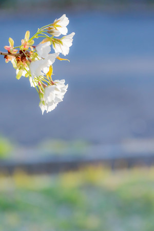 Cherry blossomsの写真素材