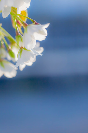 Cherry blossomsの写真素材