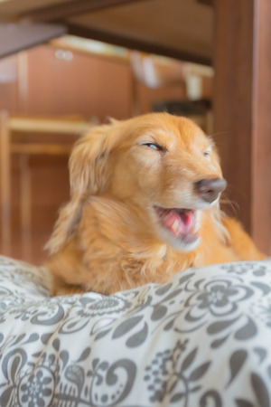 Dachshundの写真素材