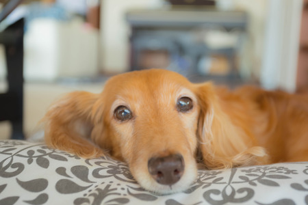 Dachshundの写真素材