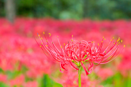 Red spider lilyの写真素材