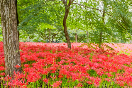 Red spider lilyの写真素材