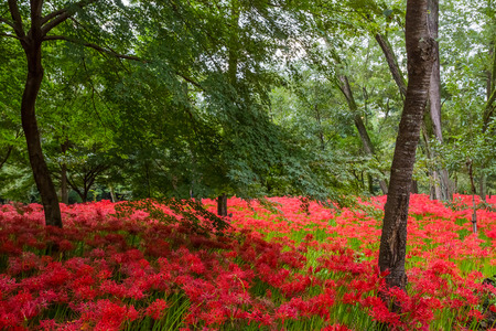 Red spider lilyの写真素材