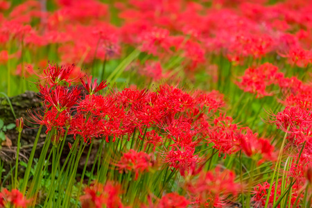 Red spider lilyの写真素材