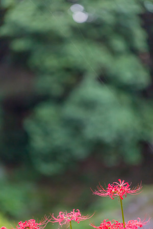 Red spider lilyの写真素材