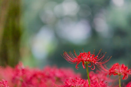 Red spider lilyの写真素材
